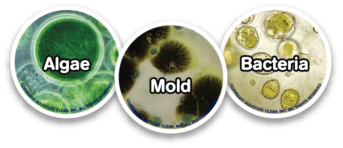 Mold, Algae, and Bacteria are eating your property.
