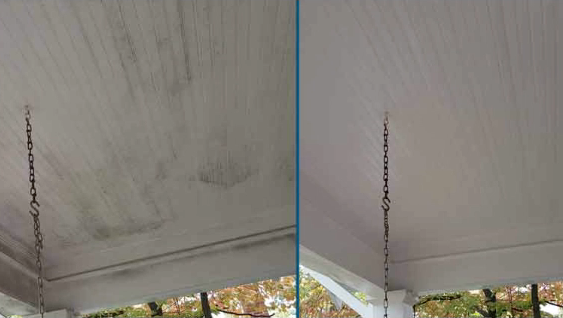 Mold, Algae, and Bacteria are eating your property.